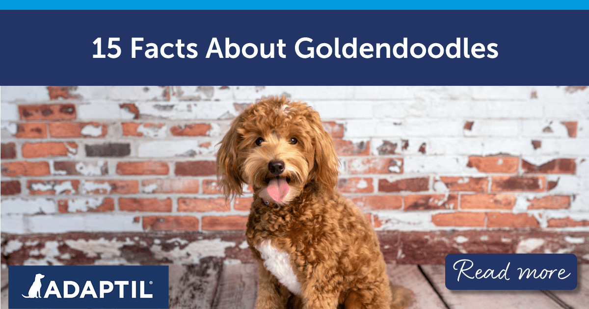 Goldendoodle puppy sitting in front of a worn brick wall.
