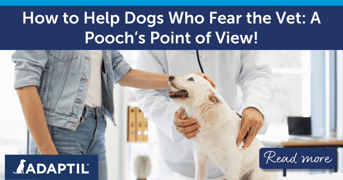 Small white terrier dog receiving a check-up from a vet while their human parent pets their head.
