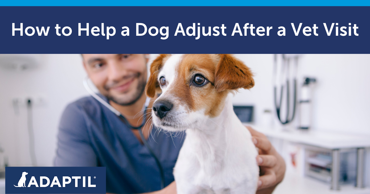 Helping Your Dog Adjust After a Vet Visit
