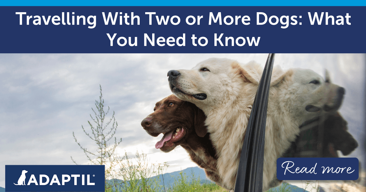Pair of dogs in a parked car with their heads out the window.