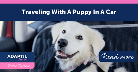 Traveling With A Puppy In A Car