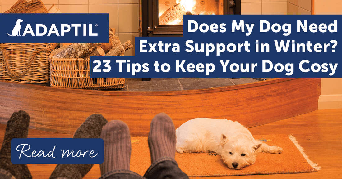 Does My Dog Need Extra Support in Winter? 23 Tips to Keep Your Dog Cosy