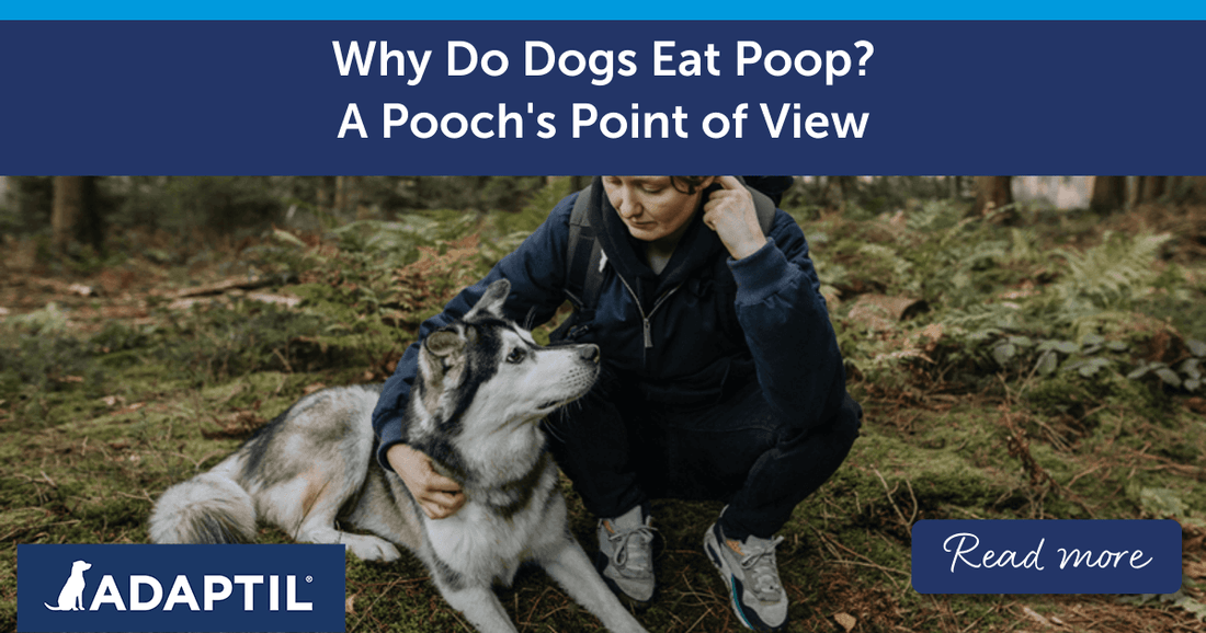 Why Do Dogs Eat Poop? A Pooch's Point of View