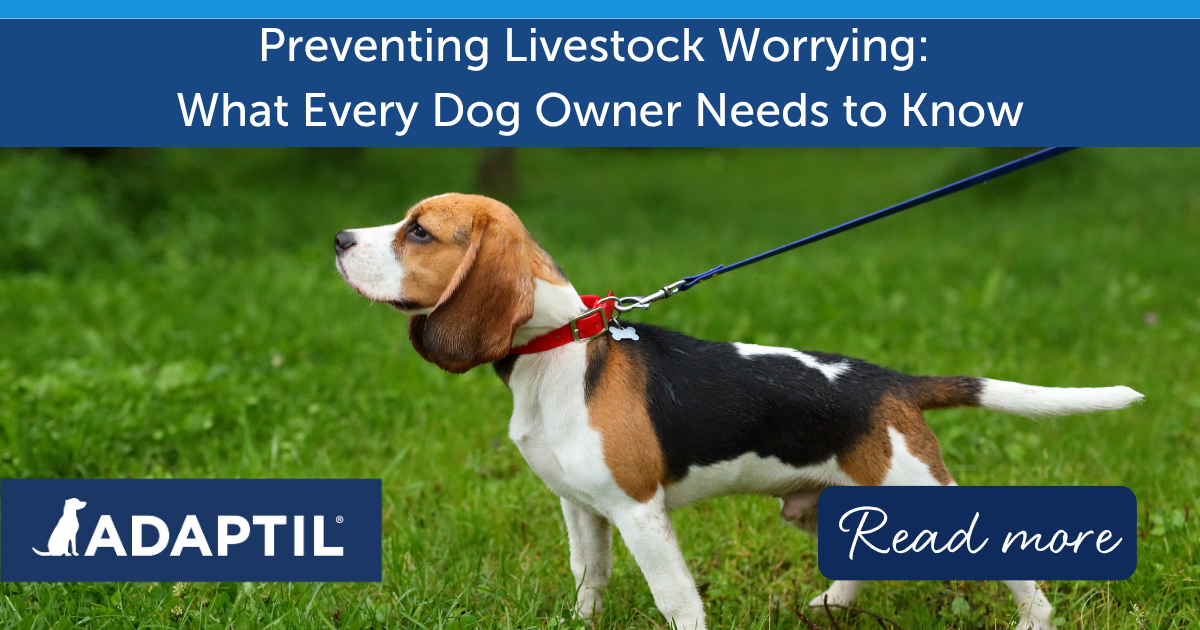 Preventing Livestock Worrying: What Every Dog Owner Needs to Know