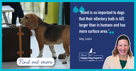 Why is a Dog's Sense of Smell so Powerful? Happy Dog Expert Explains