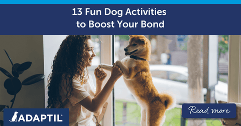13 Fun Dog Activities to Boost Your Bond