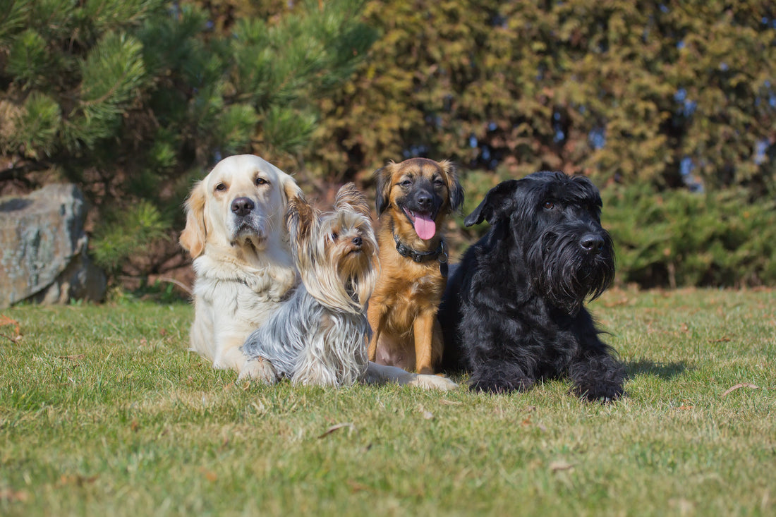 What Dog Breeds are Friendly With Other Dogs?