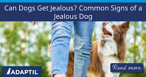 Border Collie walking alongside a woman.