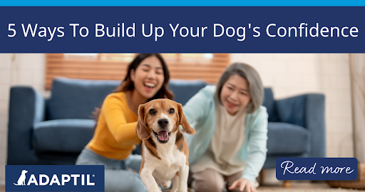 5 Ways To Build Up Your Dog's Confidence