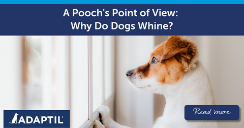 A Pooch's Point of View: Why Do Dogs Whine?