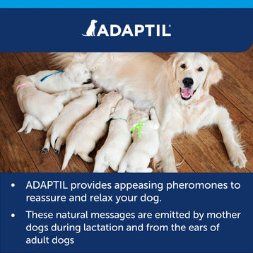 Mother with her puppies. 