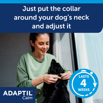 Collar being put on. 