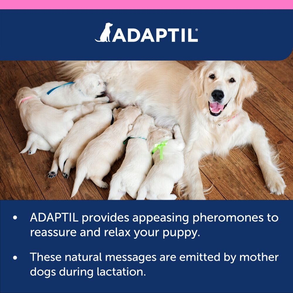 ADAPTIL Junior | Calming Dog Collar For Puppies | Buy Online