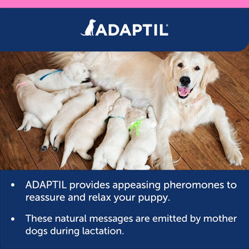 Mother with her puppies. 