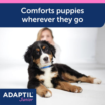 Puppy wear Adaptil Junior Collar. 