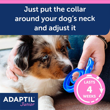 Puppy smelling collar. 