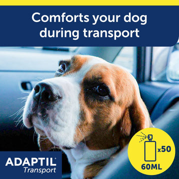 Dog in Car 