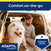 Dog in car with owner 