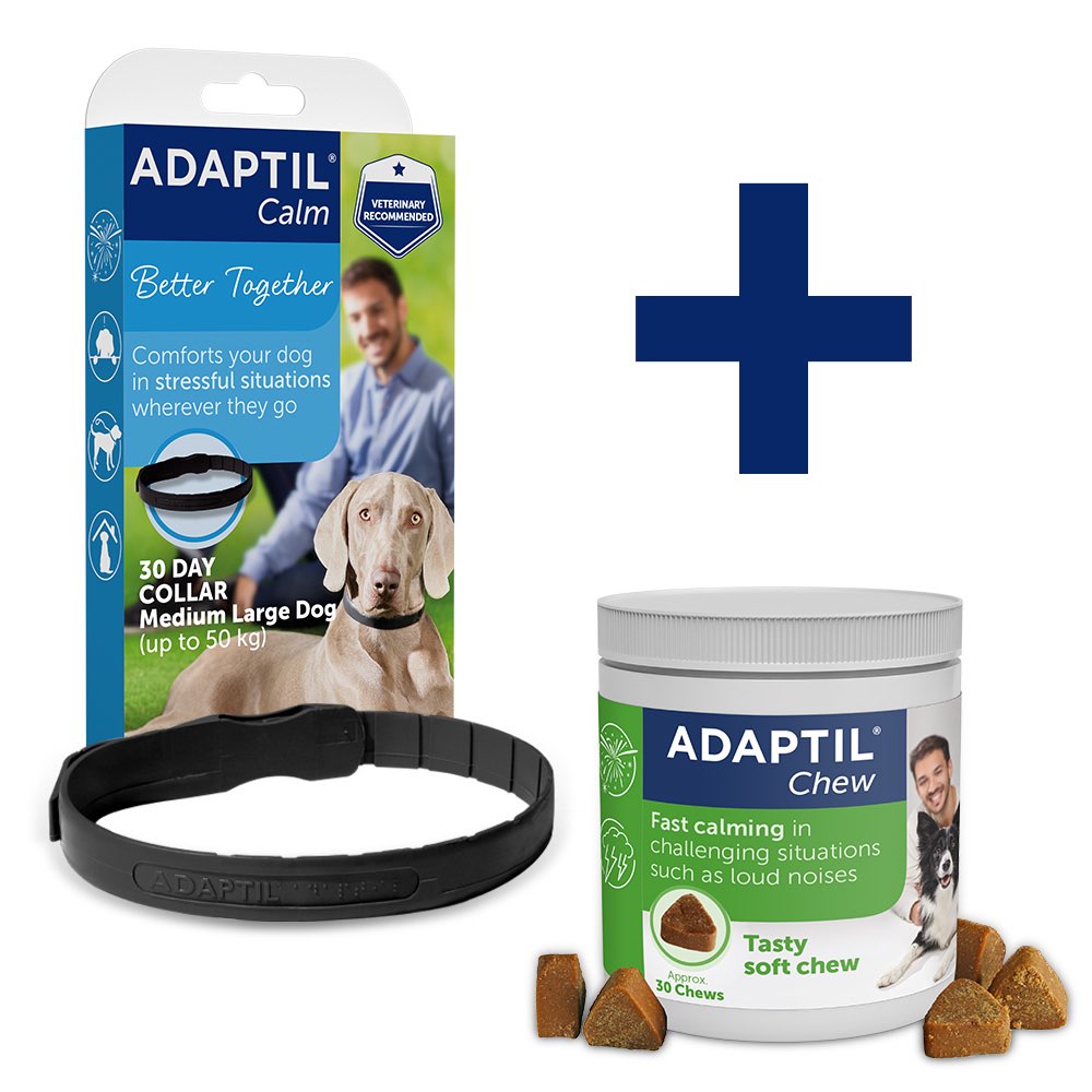 Optimal Relaxation Routine - Big dog