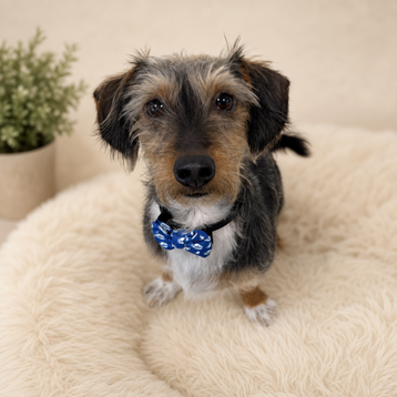 Bow Tie