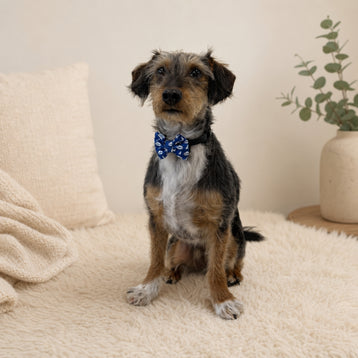 Bow Tie