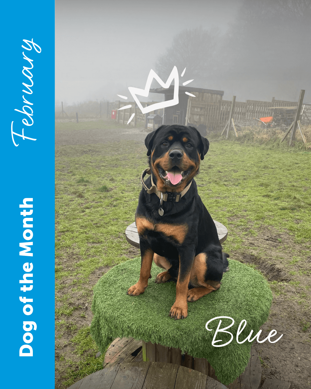 Dogs In February Dog of the Month | Discover all the Pawsome Pals in our Community