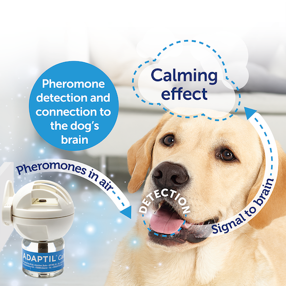 What Are Dog Appeasing Pheromones? ADAPTIL