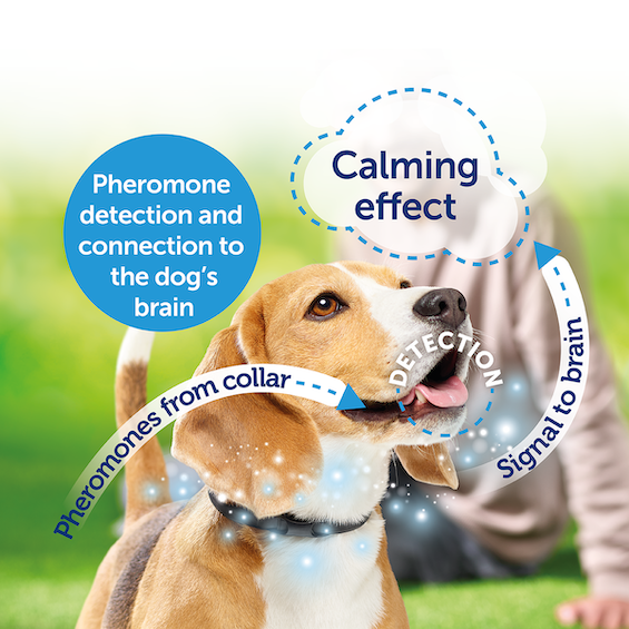 What Are Dog Appeasing Pheromones? | ADAPTIL